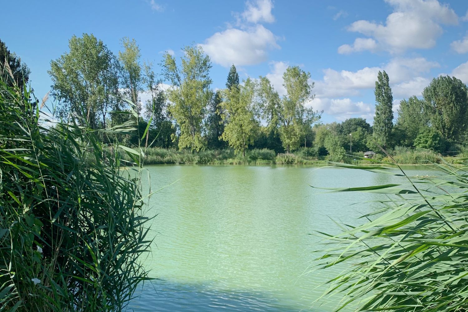Le lac du coin en été